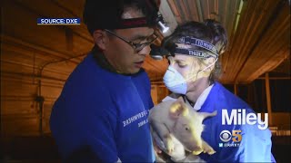 Bay Area Animal Rights Activists Face Felony Charges