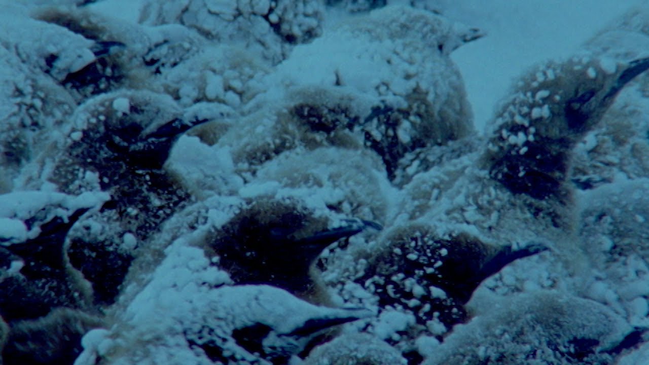 Penguins Huddle To Keep Their Eggs Warm | Natural World: Penguins Of The Antarctic | BBC Earth