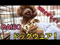 【DAISO】可愛すぎるドッグウェア発見！！【愛犬】に着せてみた！