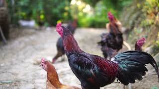 C3529 Sounds of wildlife animals, animal moment Chicken Sounds Noises Hens Clucking Roosters Crowing