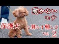 【保護犬】を迎えるということ繁殖引退犬の記録②#トイプードル 