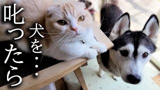 犬を厳しく叱ってたら一緒になって猫も犬を叱ってた...