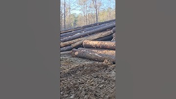 Saw Logs And More‼️ #trending #logger #shortpants #logging #nature #loggerlife #tree #Logs #viral