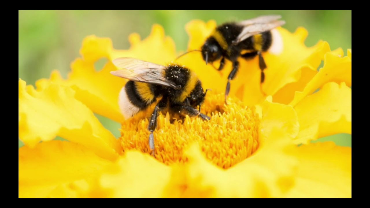 Are there any bees or anything around part 2