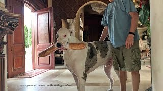 Joyful Great Dane Greets His Dad and Proudly Carries in French Bread Loaf
