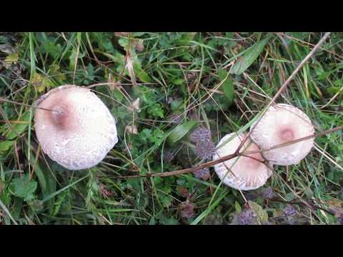 ხადას ხეობა      Khada Valley.  Ущелье Хада.  28 29 09 2019.