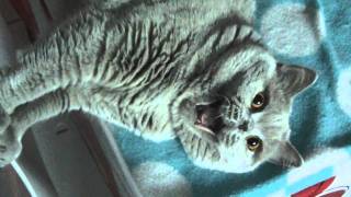 Ruby Cat - Comedy Series #1 - Slow Motion Yawn by OriginalRubyCat 379 views 12 years ago 1 minute, 24 seconds