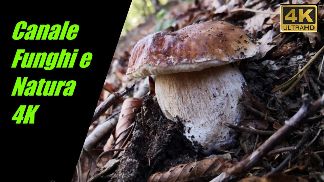 Quando i porcini sembrano seminati... PORCINI2020 YouTube