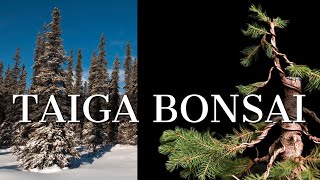 Bonsai Design Inspired by Snow-Laden Spruce