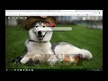 Husky HD Wallpaper New Tab Theme