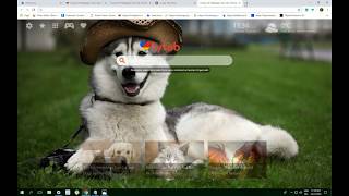 Cute Husky HD Wallpaper Chrome Theme - Must Have! screenshot 2
