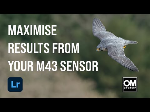 Using Lightroom to Edit MFT Wildlife Photos - Removing Noise & Increasing Subject Isolation
