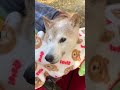 季節が変わる度に溢れる思い出エンと見た景色がまた見たくて足を運んでしまう　　　　　　　必ずそこに待っていてくれる　　　# 犬#柴犬#銀杏並木#虹の橋の愛犬