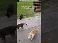 Турецкие котики vs отельная колбаса: битва за запасы