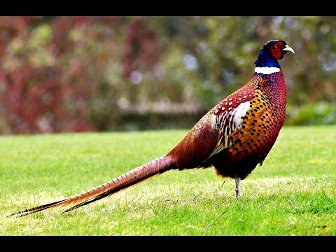 10 ყველაზე ლამაზი ფრინველი საქართველოში • 10 The Most Beautiful Birds of Georgia