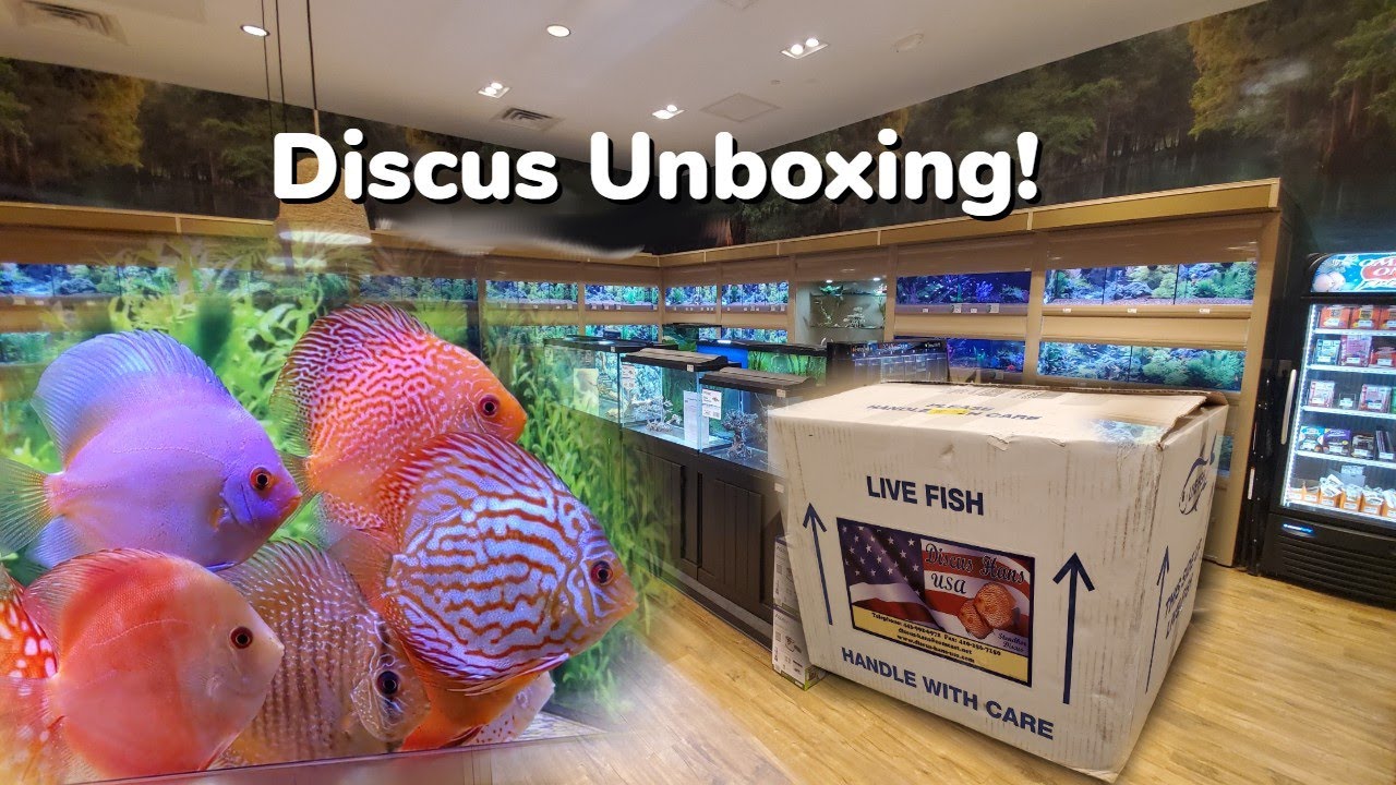 Fish Store Discus Unboxing! Discus Hans Discus - A look Into The Store Set  Up And Filtration 