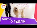 6 интересных фактов о пуделях