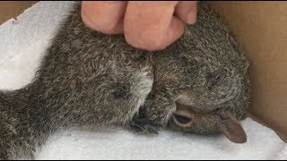 The Squirrel Who Came In From the Cold