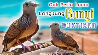 Perkutut lokal gacor suara jernih - JUARA LOKAL.