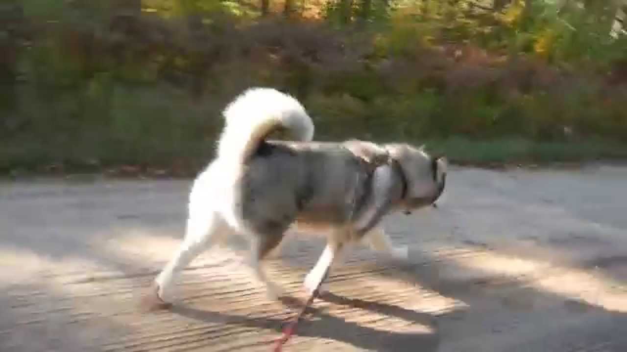 rescue dogs rock nyc ADOPTED ~ Koda's 1st time bike-joring ~ return trip