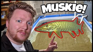 Muskie Pond Feeding All My Aggressive Native Predator Fish