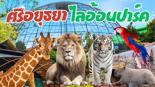 ศรีอยุธยาไลอ้อนปาร์ค สวนสัตว์อยุธยา Sriayuthaya Lion Park ที่เที่ยวใกล้กรุงเทพ ล่าสุด 2567 | 2024