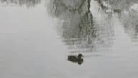 Zoos hiding birds inside as avian flu spreads