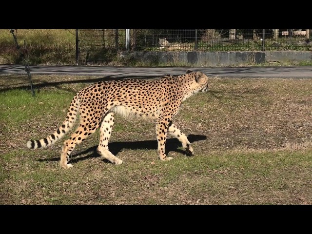 Cheetah (ADVENTURE WORLD, Wakayama, Japan) January 18, 2020 - YouTube