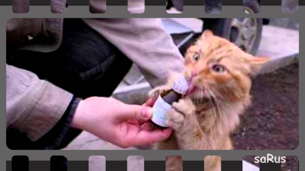 Фото Кот 1 й выпуск - YouTube