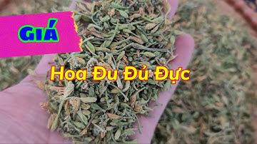 Tác Dụng Của Hoa Đu Đủ Đực Phơi Khô | 1Kg Hoa Đu Đủ Giá 350k/1kg - tháng 10/2024