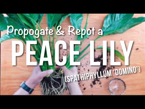 Video: How To Transplant Spathiphyllum