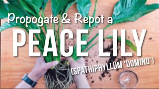 peace lily | How to Propagate + Repotting + Care Guide