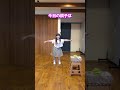ゲットだぜ！ エアロピクルス @komeanime #shorts
