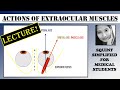Actions of extraocular muscles lecture  squint simplified for medical students