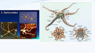 PPT Klasifikasi ECHINODERMATA