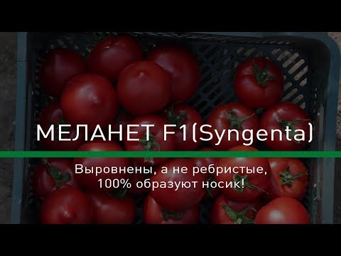 🍅МЕЛАНЕТ F1(Syngenta)-Выровнены, а