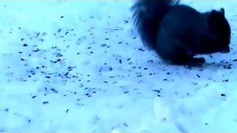 Audio Visual Catnip- Juncos And Others Deal With Mid-April Snow