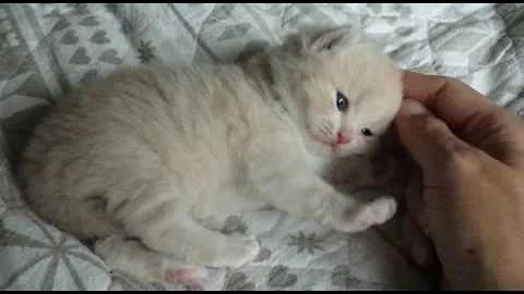 Video 1376981: british shorthair bicolor, cream british shorthair, calmcat, litter