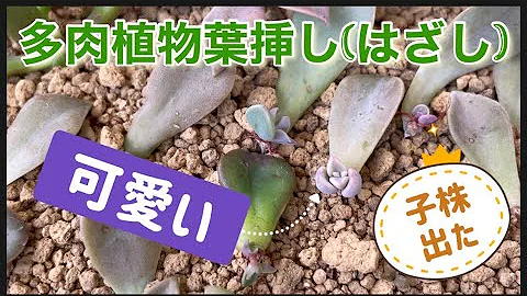 多肉植物 葉挿しから半年の子株が可愛いく成長中です お知らせがあります ガーデニング Mp3 多肉植物 葉挿しから半年の子株が可愛いく成長中です お知らせがあります ガーデニング Mp3