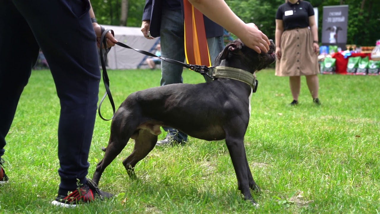 garner pitbull