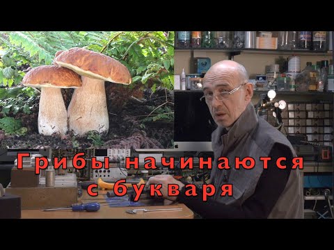 Грибы для начинающих грибников