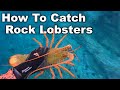 How to Catch Lobsters Whilst Spearfishing (10 Mins of Catching Crays in 4K)