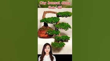 Cây bonsai dáng thác đổ #shors #bonsaianhngoc