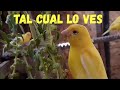 CRIANDO PÁJAROS CON PROMOTORES NATURALES DEL CRECIMIENTO COGIDOS DEL CAMPO.