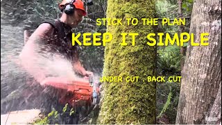 Tree Felling, Stick to the Basics.