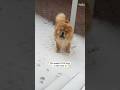 Puppy Sees Snow for the First Time *His Reaction*