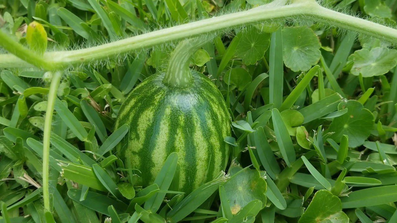 Crimson Sweet Watermelon plants YouTube