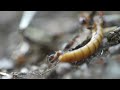 Ants team work attacking larger insect