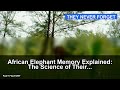 African Elephant Memory Explained: The Science of Their Extraordinary Recall