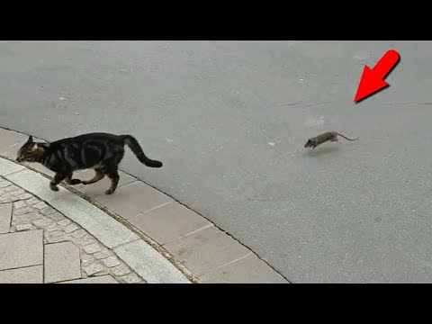 Крысы против кошек! Кто кого?